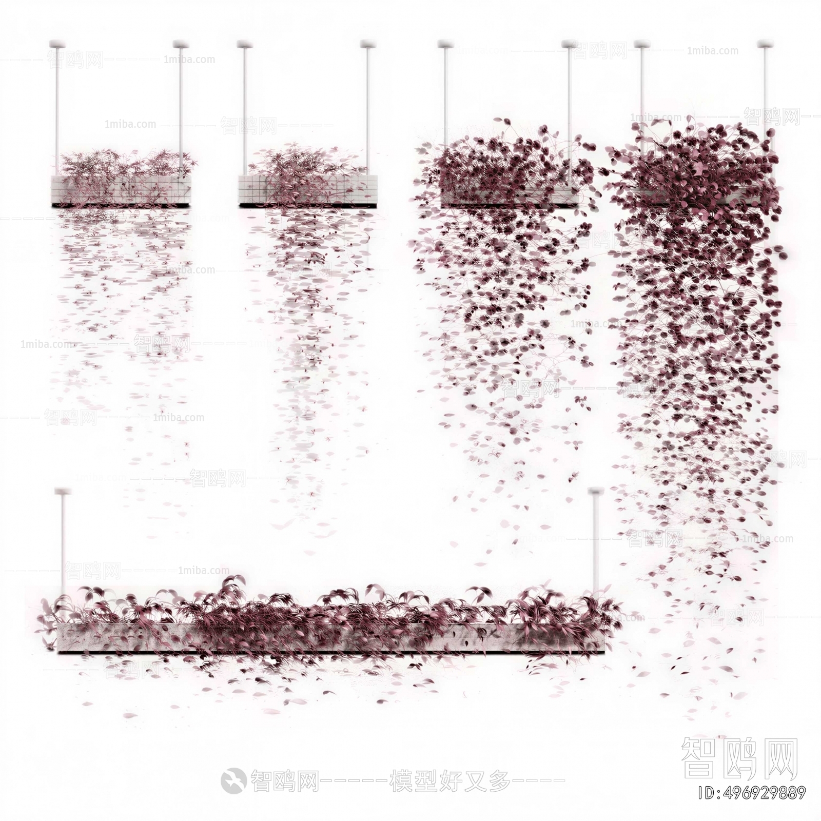 Modern Chlorophytum Comosum