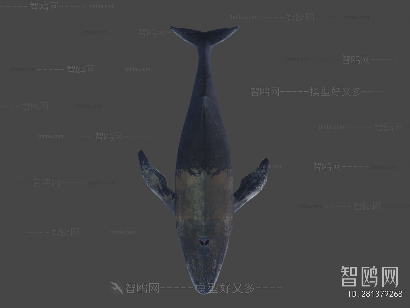 Modern Aquatic Animals