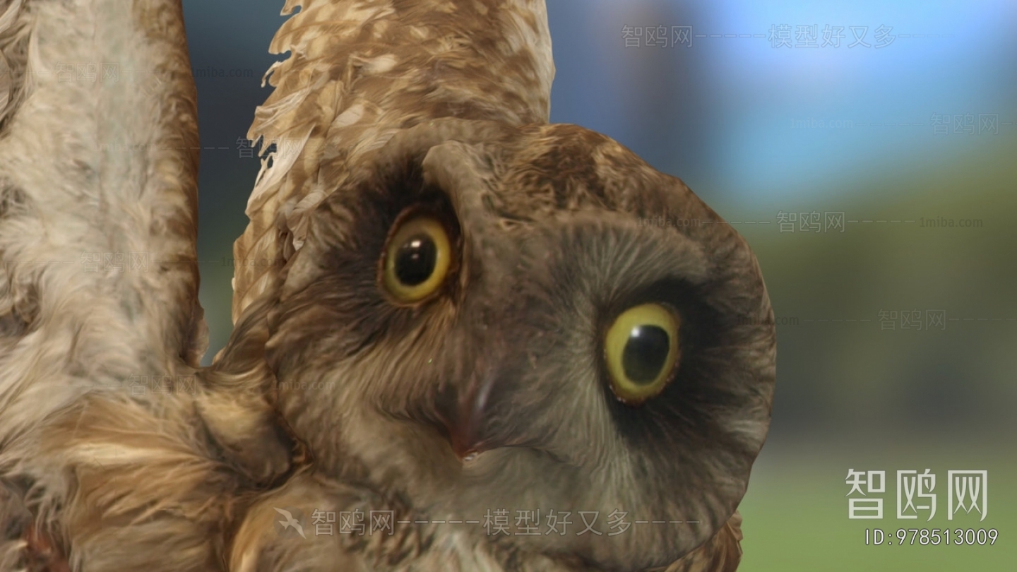 Modern Flying Animals