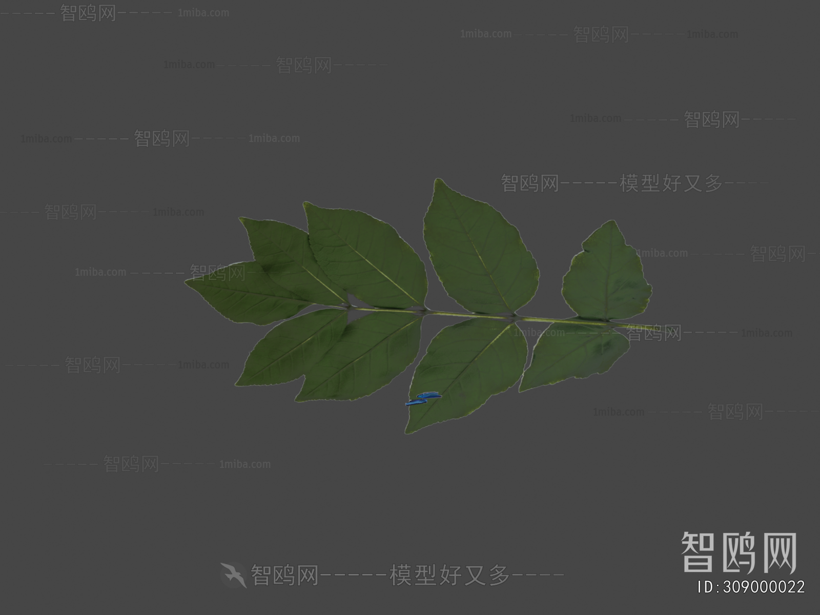 Modern Flying Animals