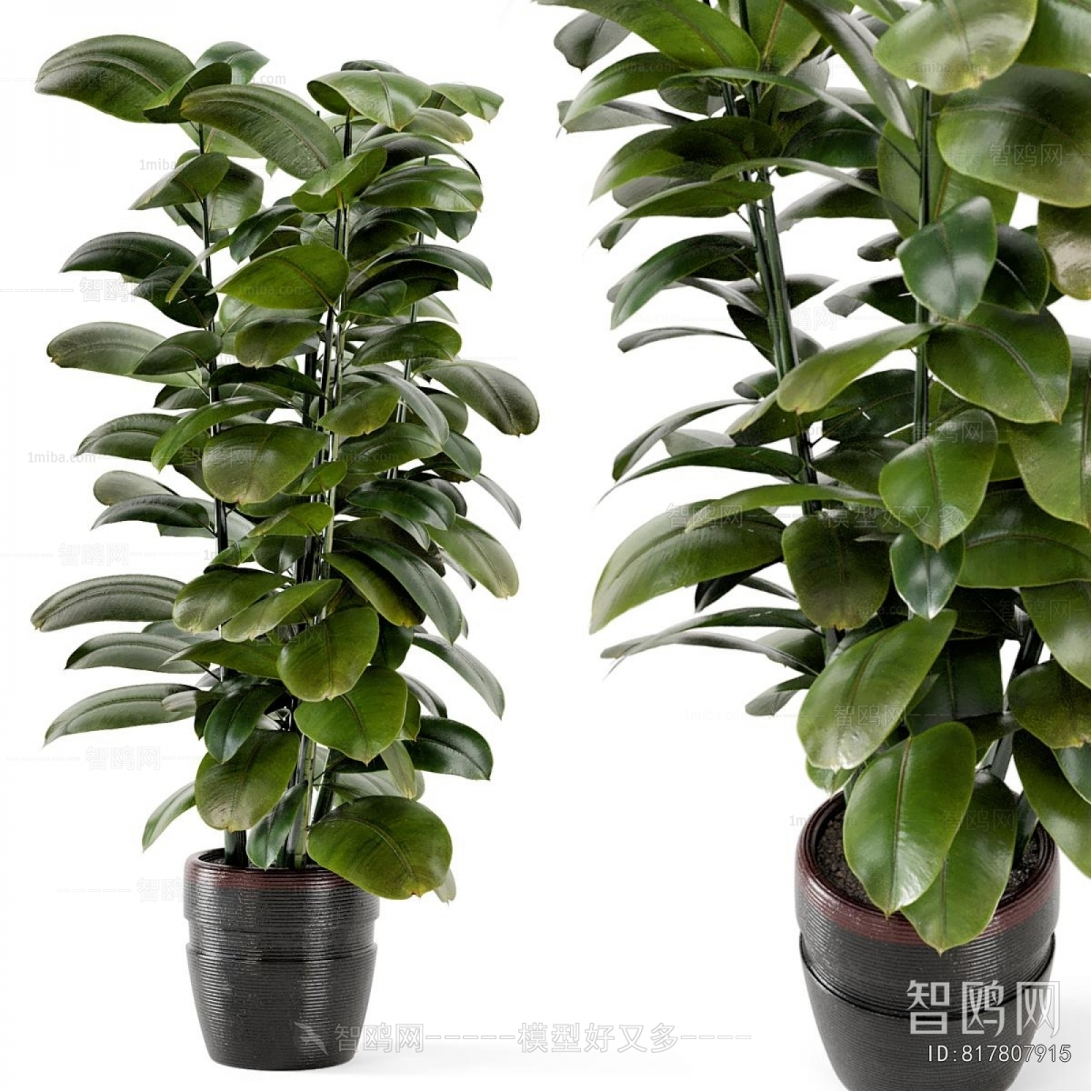 Modern Ground Green Plant Potted Plants