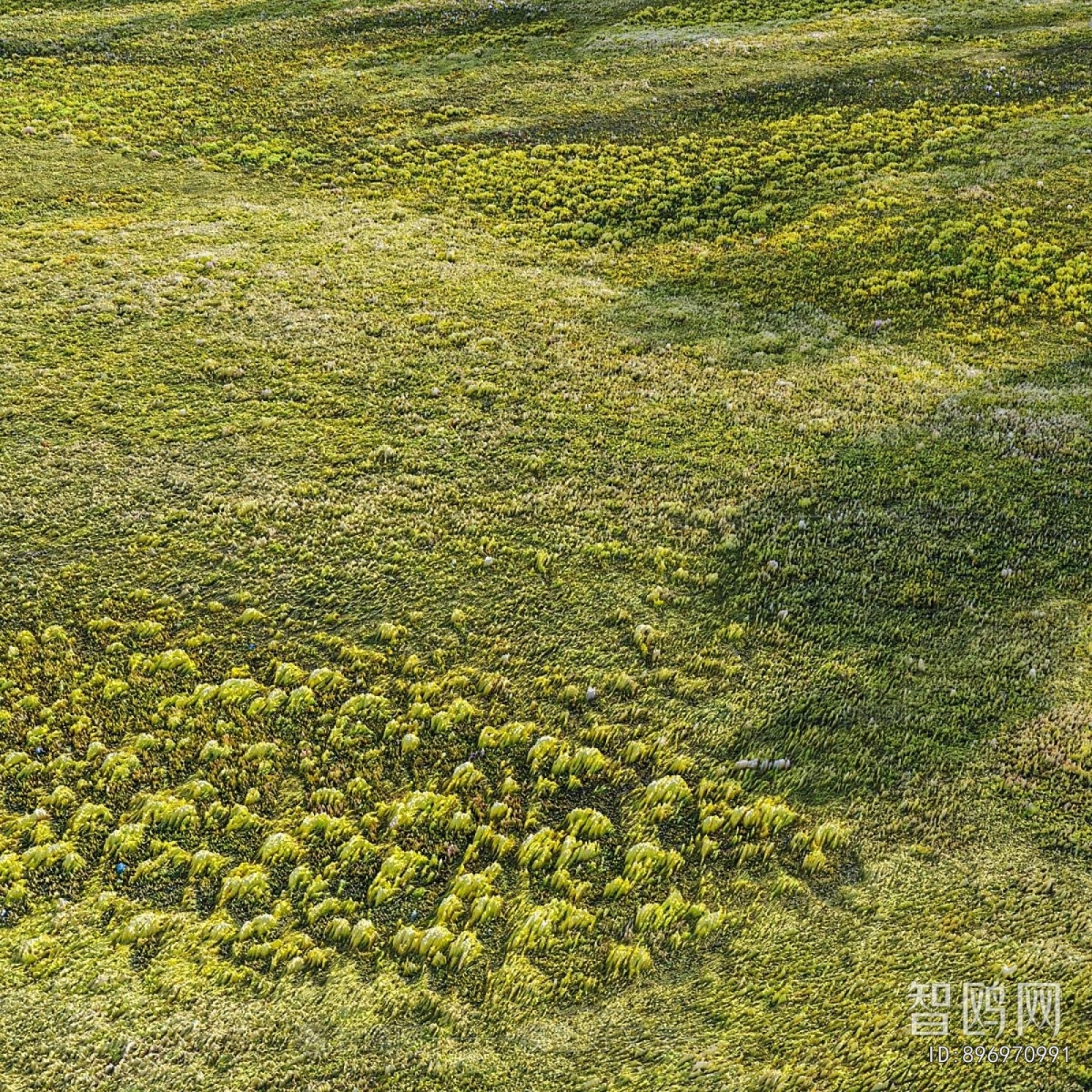 Modern Flowers And Grass