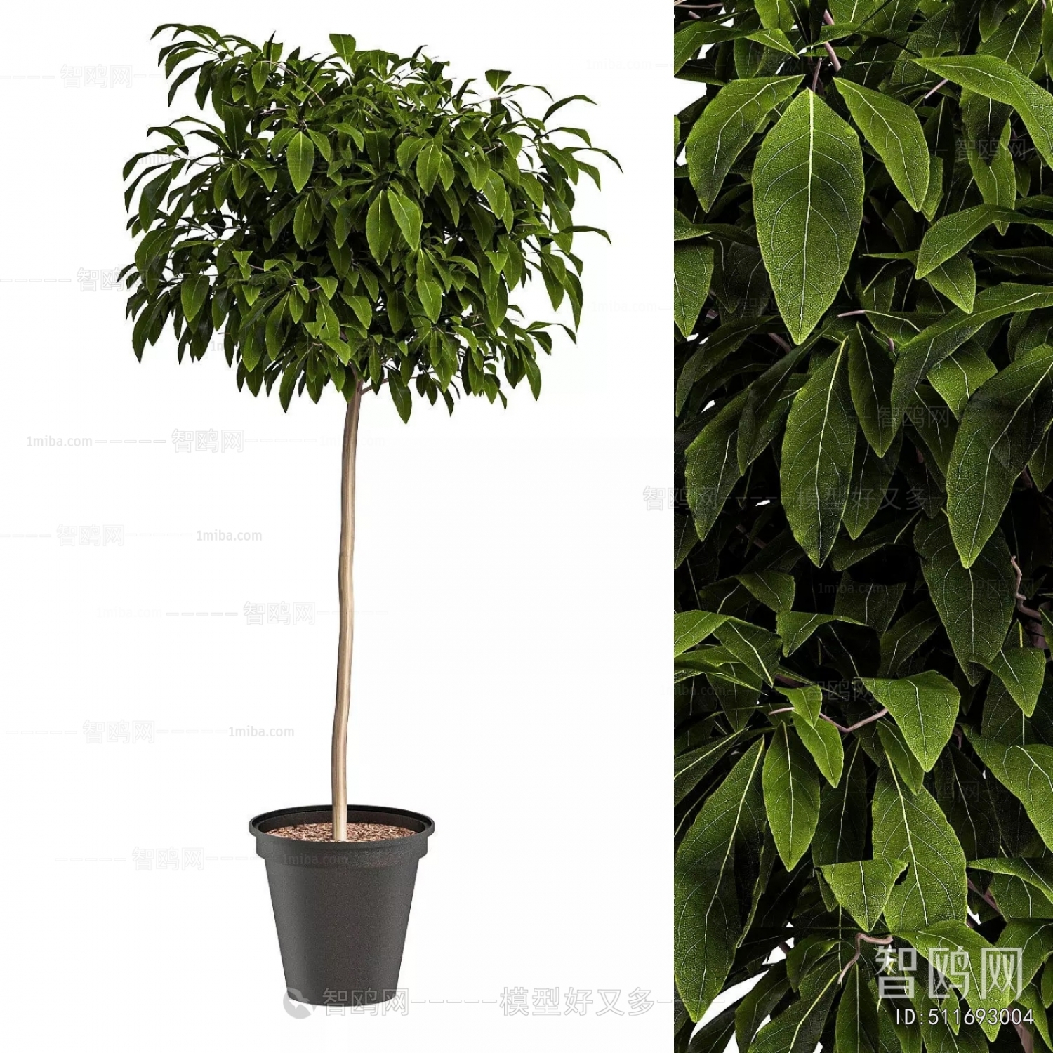 Modern Ground Green Plant Potted Plants