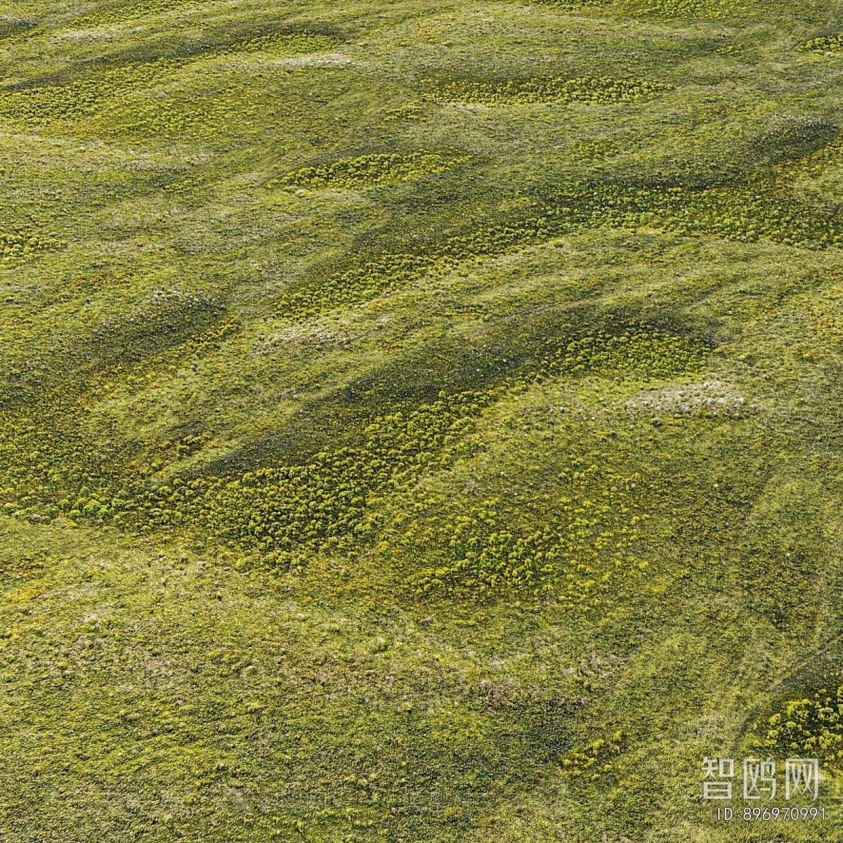 Modern Flowers And Grass