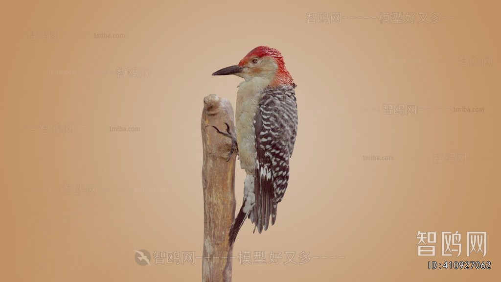 Modern Flying Animals