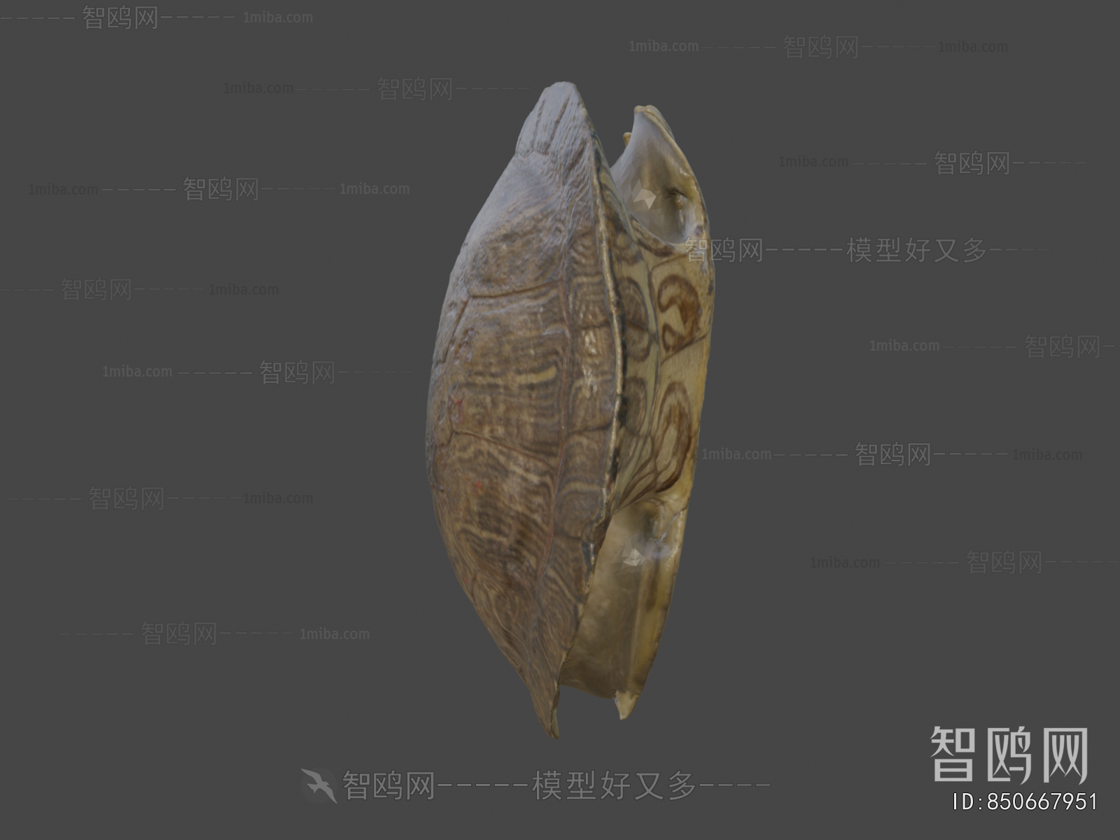 Modern Aquatic Animals