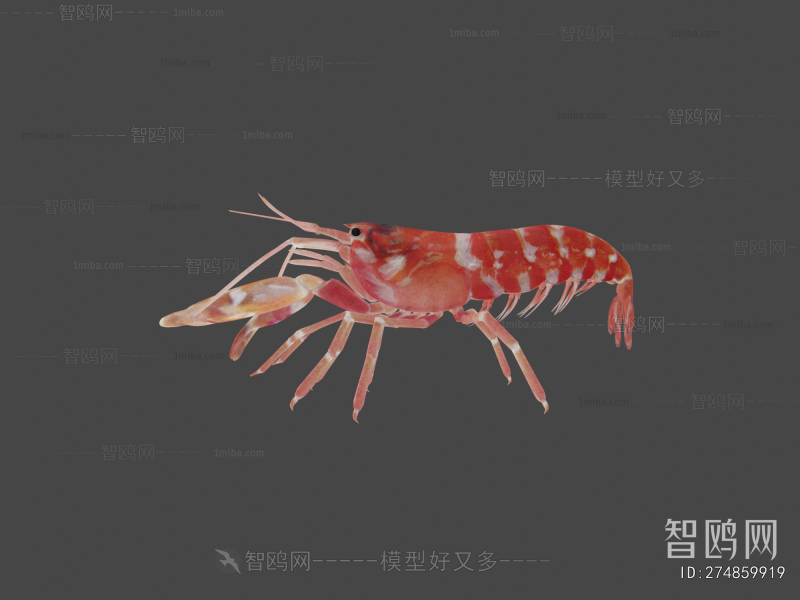 Modern Aquatic Animals