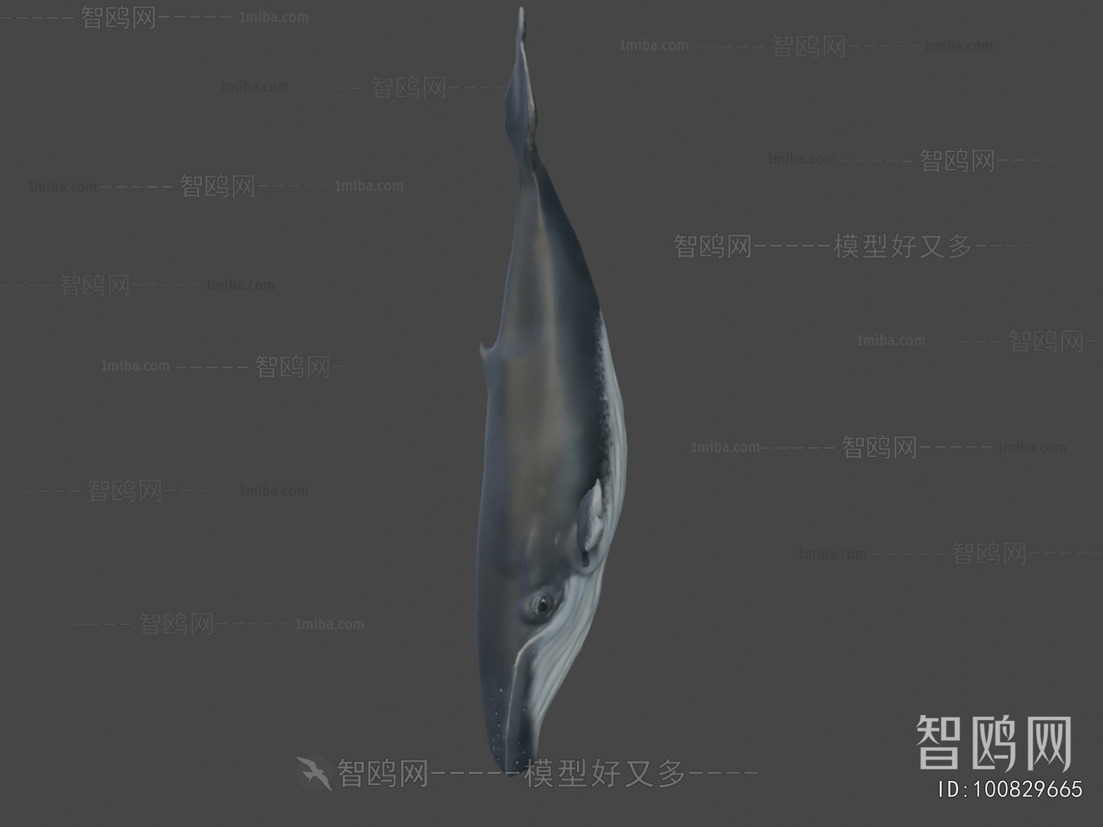 Modern Aquatic Animals