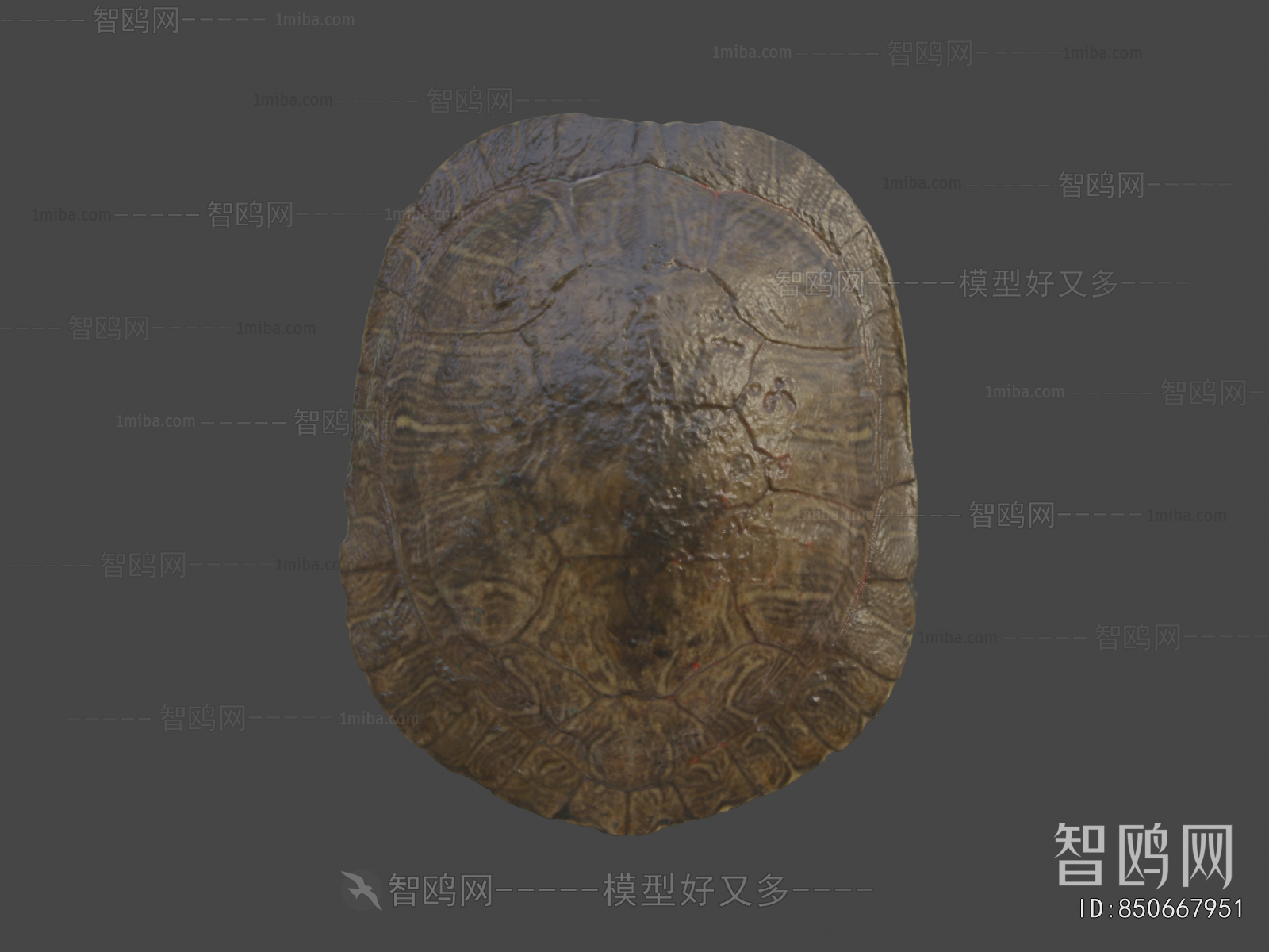 Modern Aquatic Animals