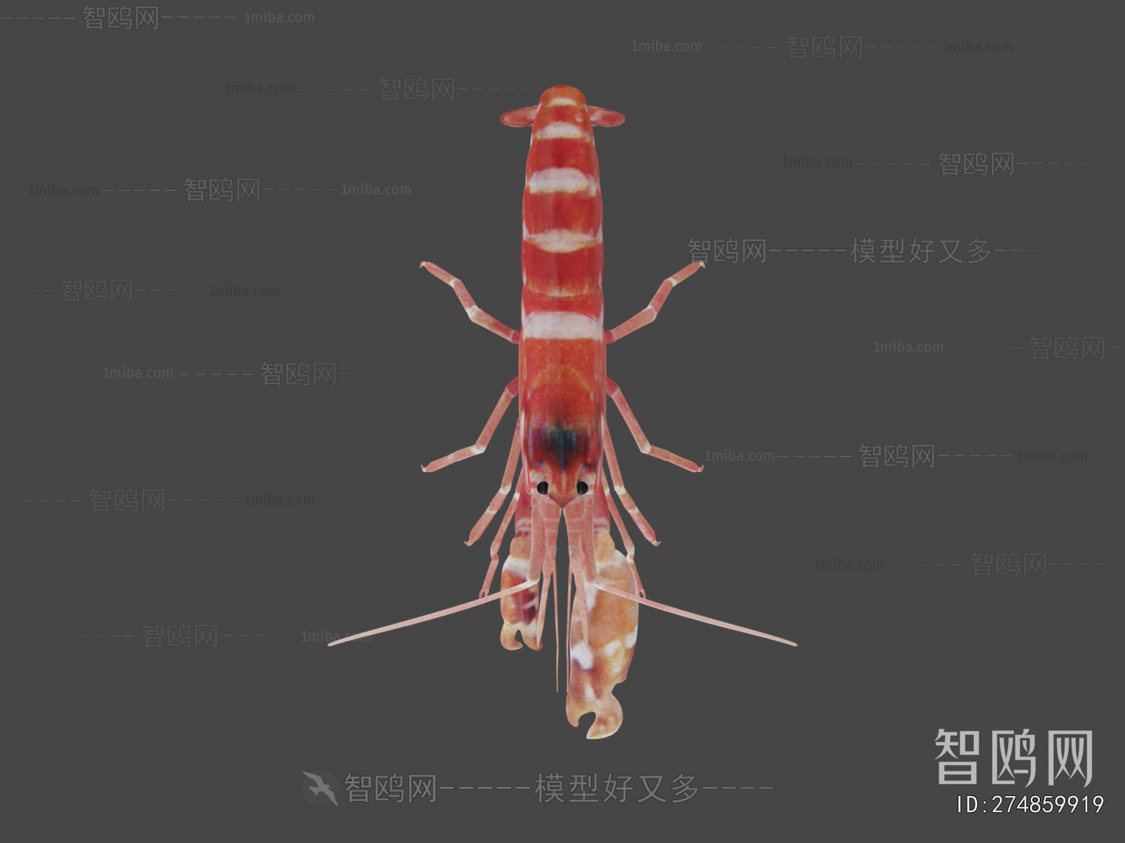 Modern Aquatic Animals