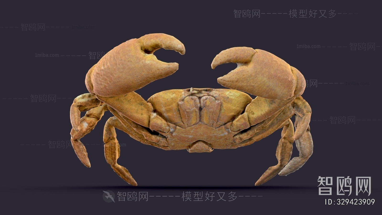 Modern Aquatic Animals