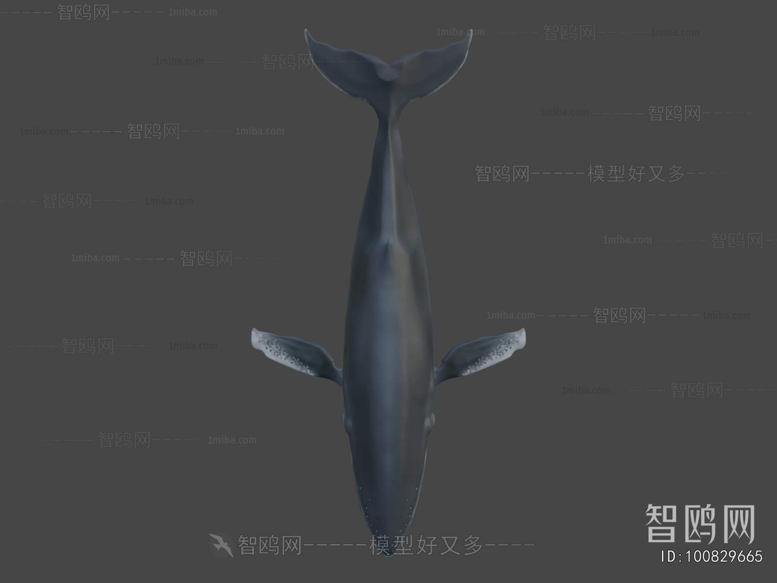 Modern Aquatic Animals