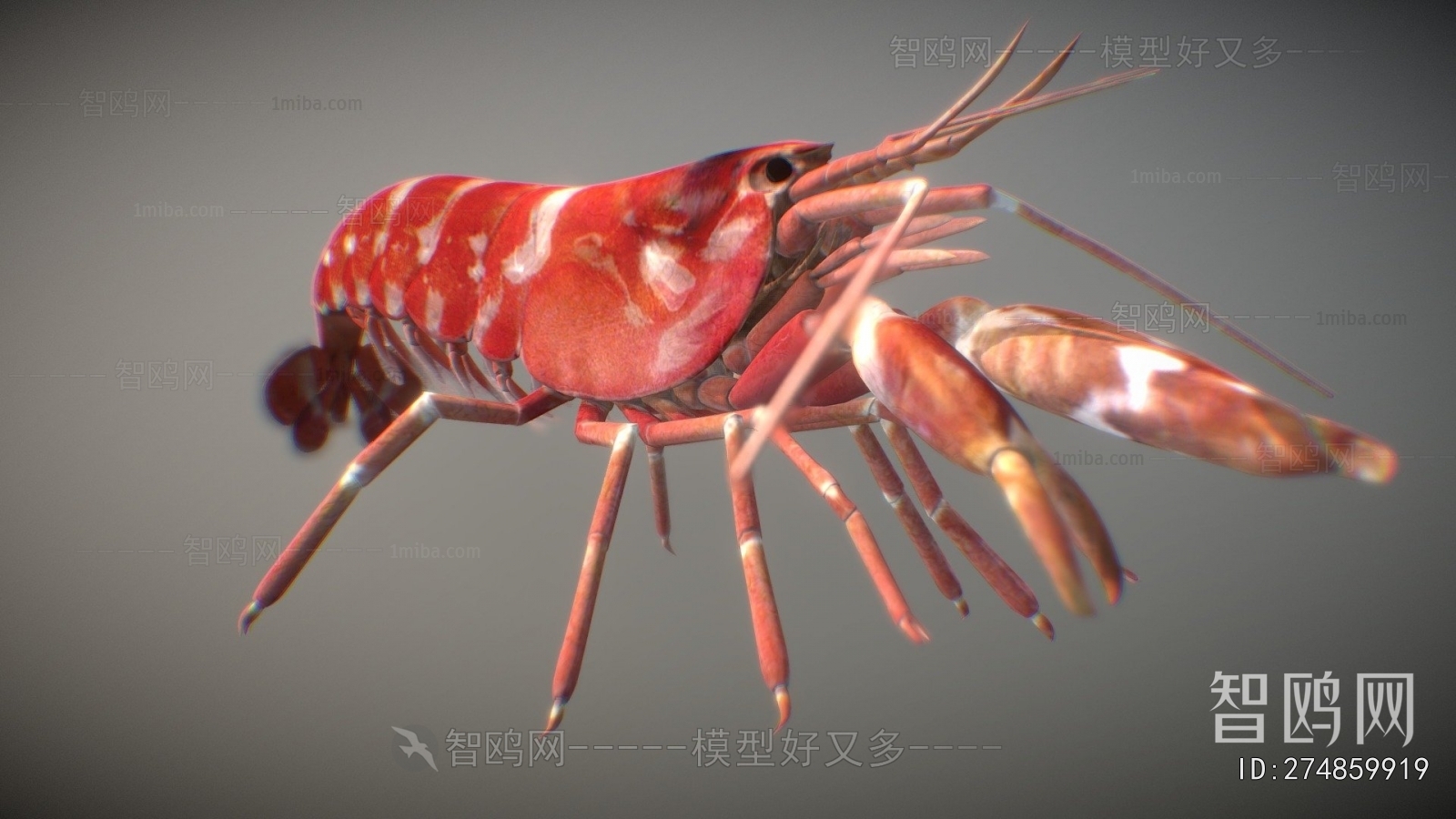 Modern Aquatic Animals