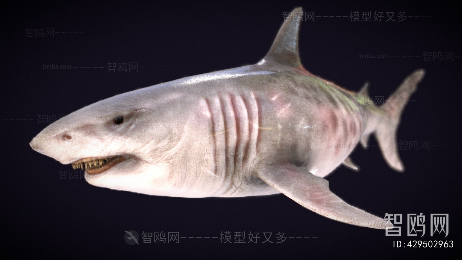 Modern Aquatic Animals