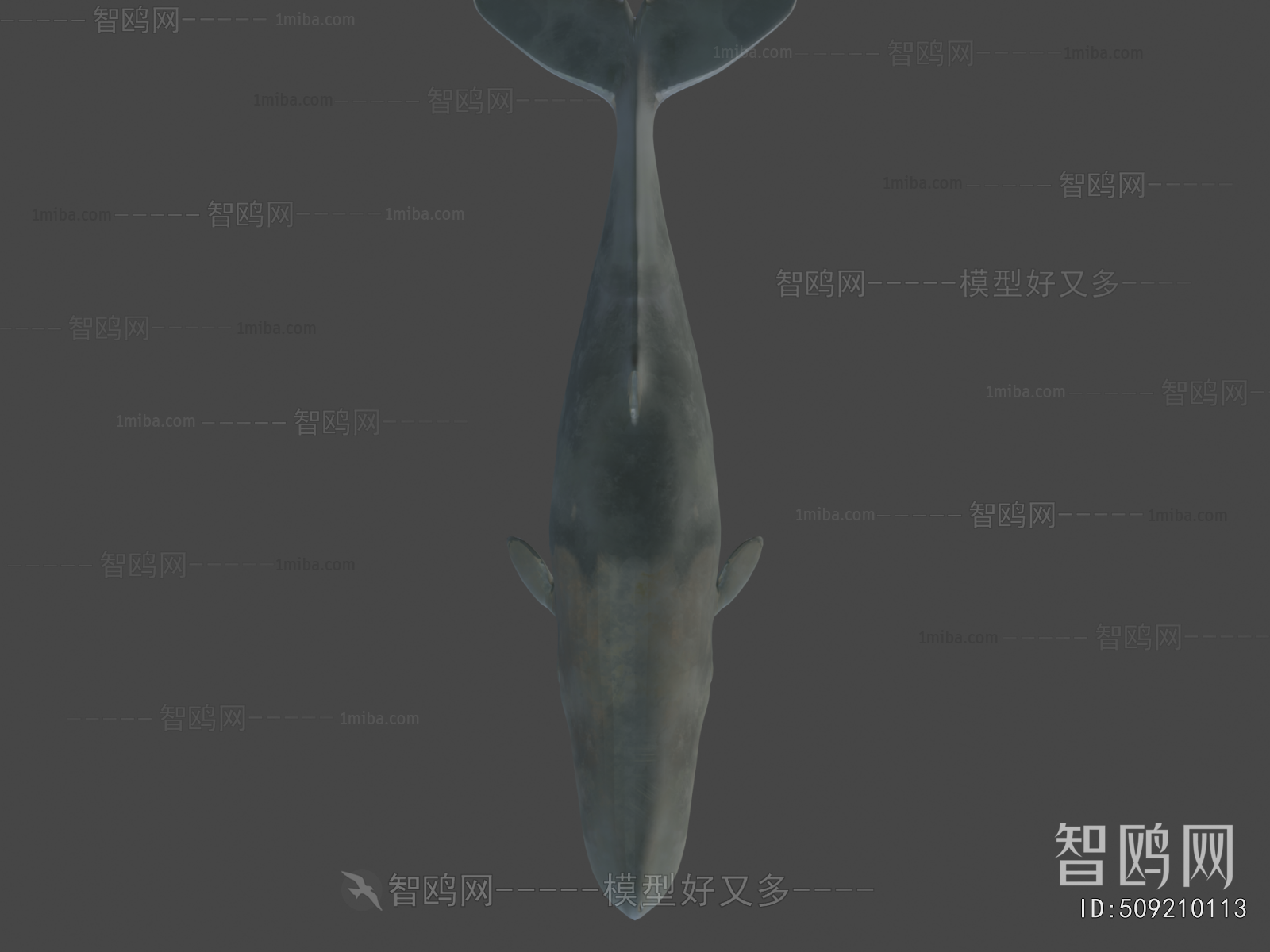 Modern Aquatic Animals