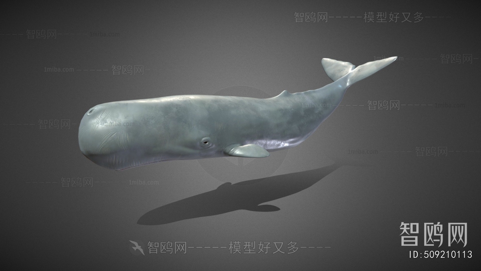 Modern Aquatic Animals