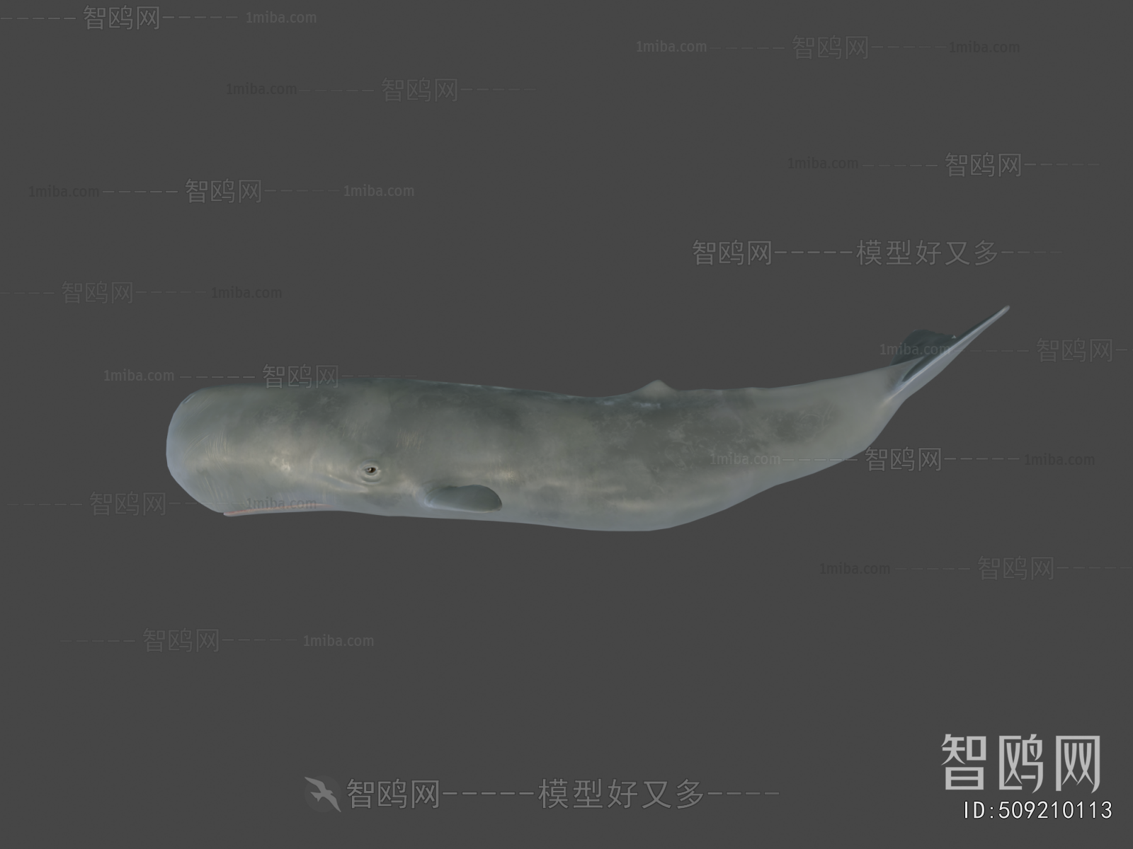 Modern Aquatic Animals