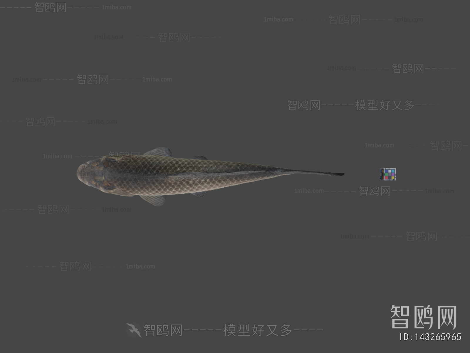 Modern Aquatic Animals