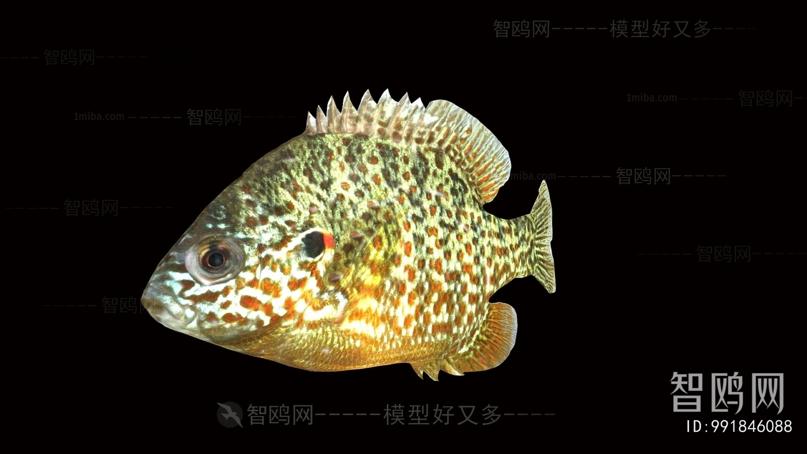 Modern Aquatic Animals