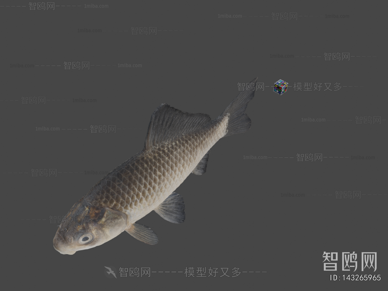 Modern Aquatic Animals