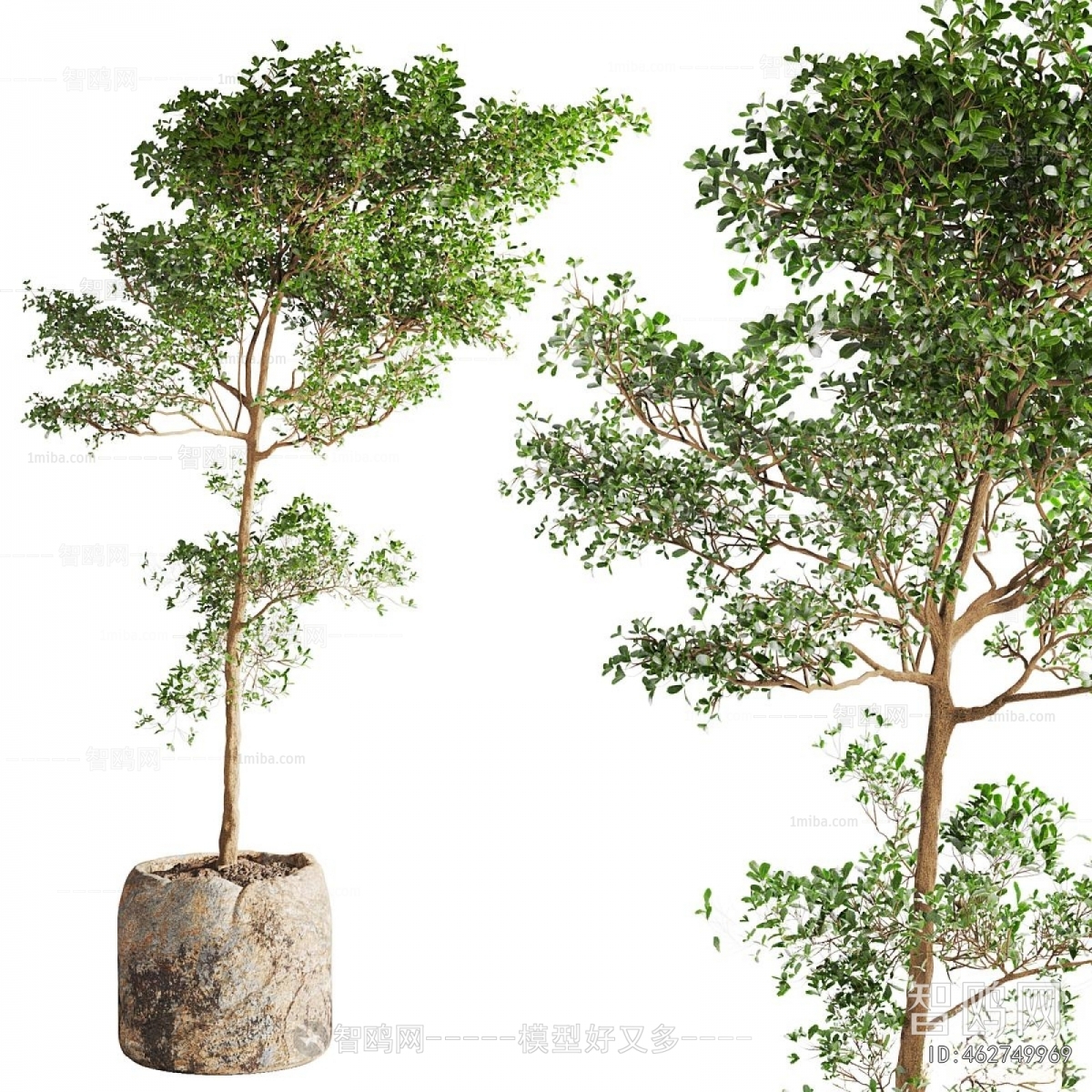 Modern Ground Green Plant Potted Plants