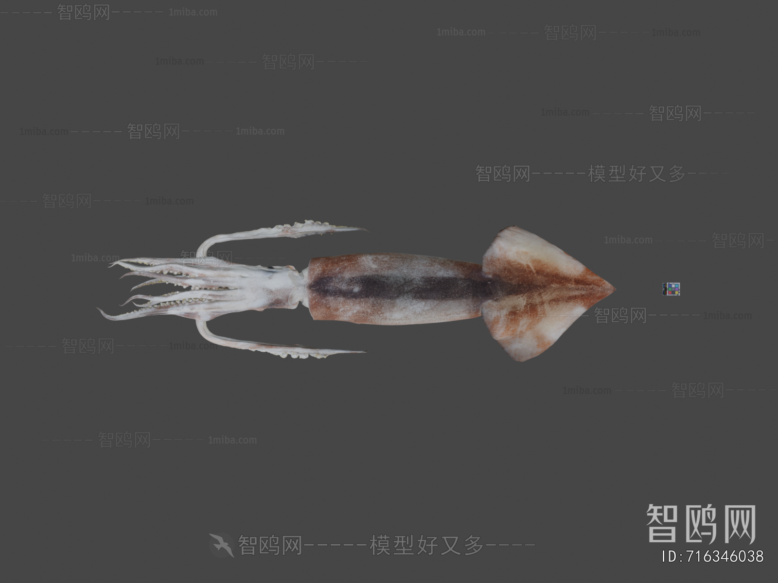 Modern Aquatic Animals