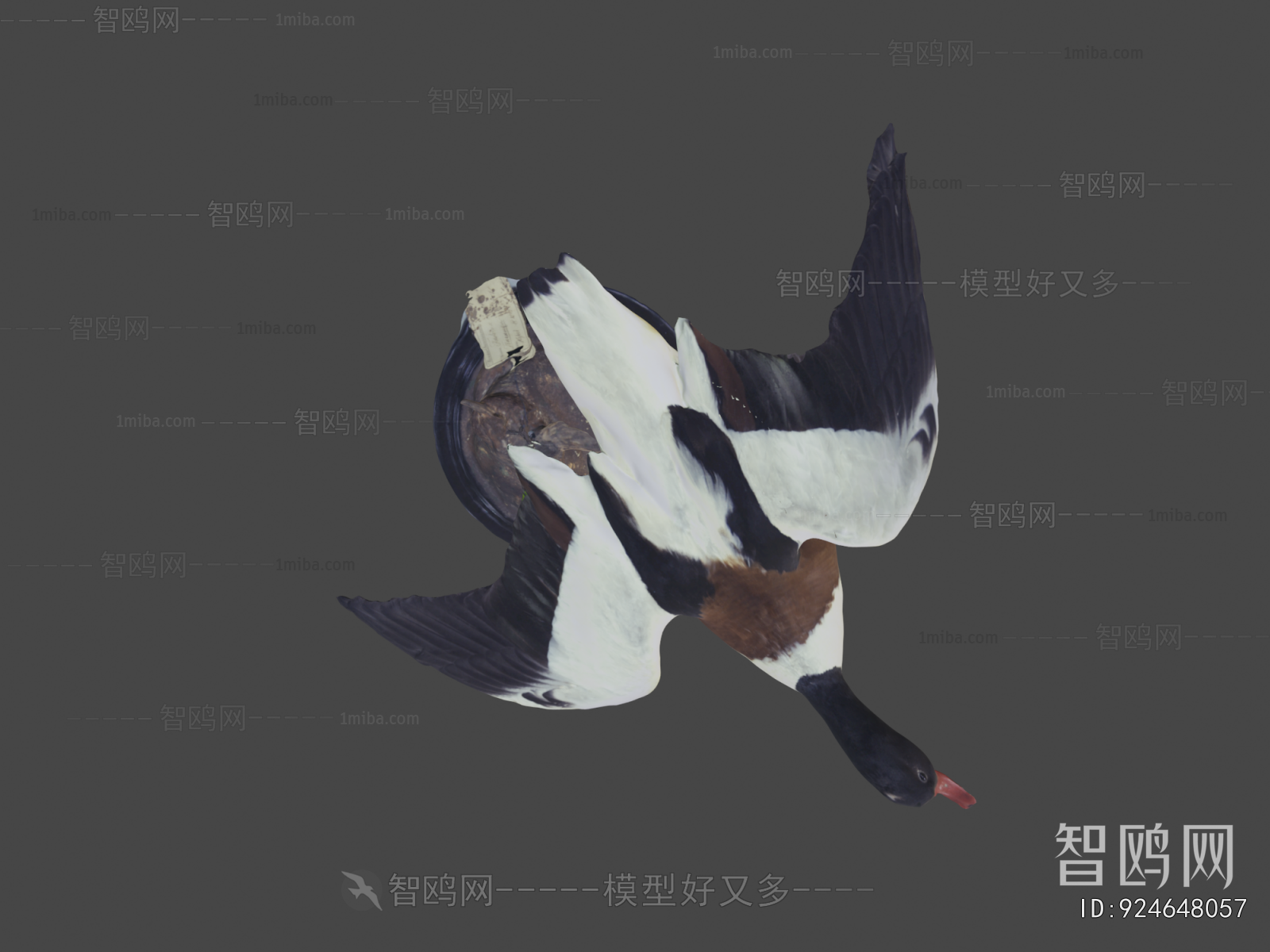 Modern Flying Animals