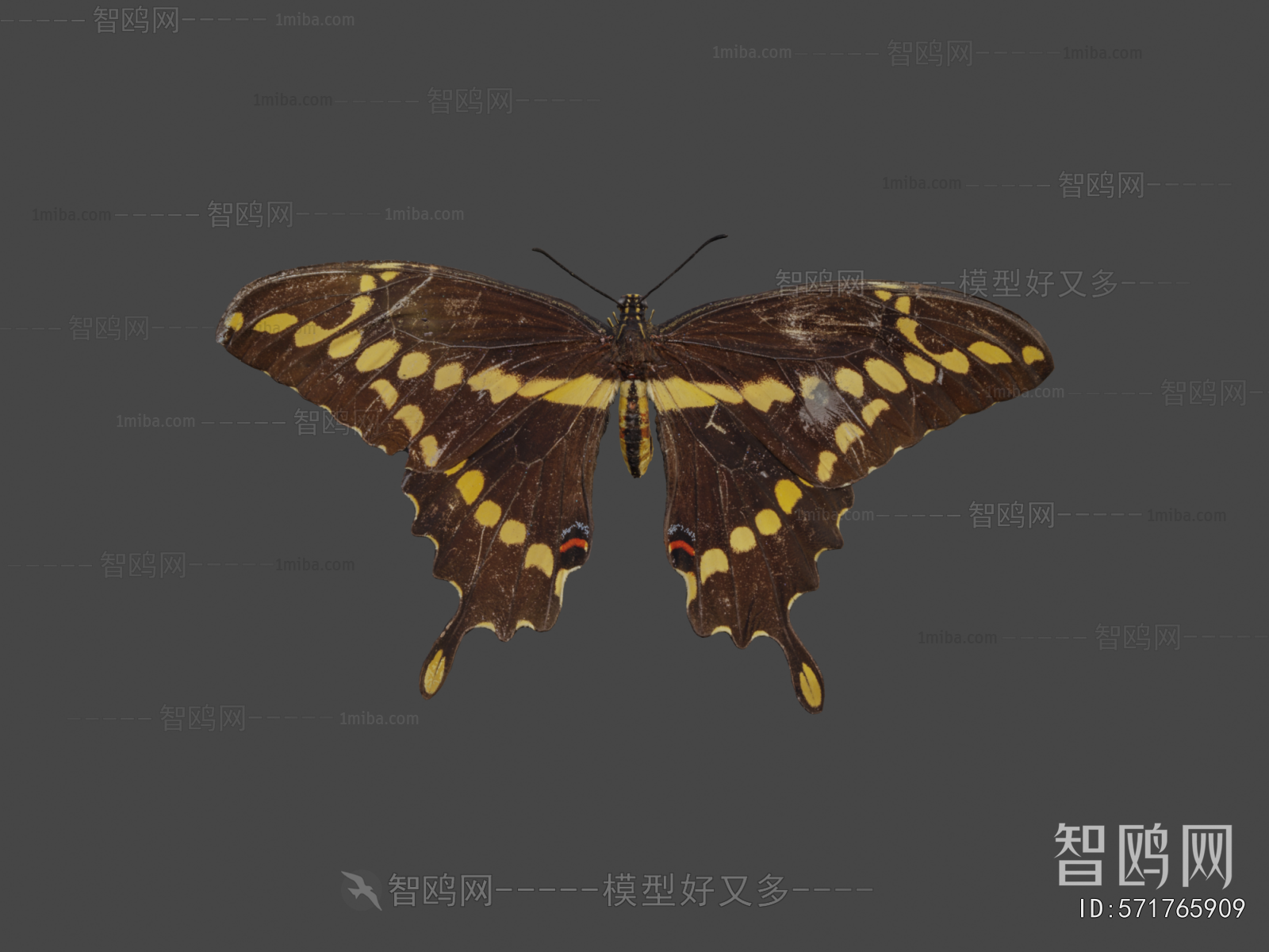 Modern Flying Animals