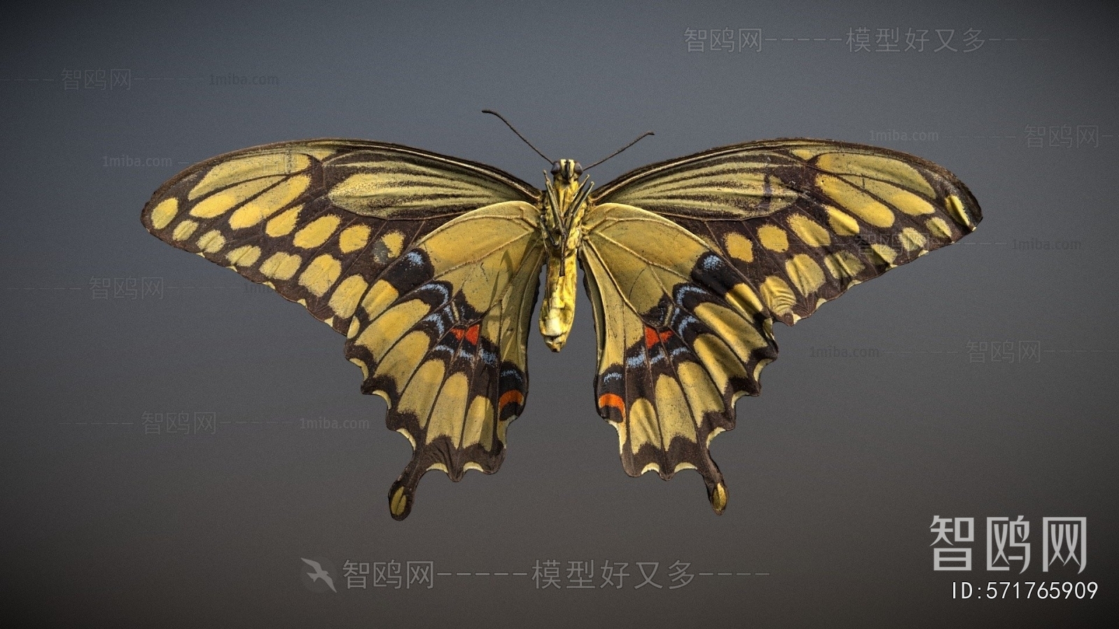 Modern Flying Animals