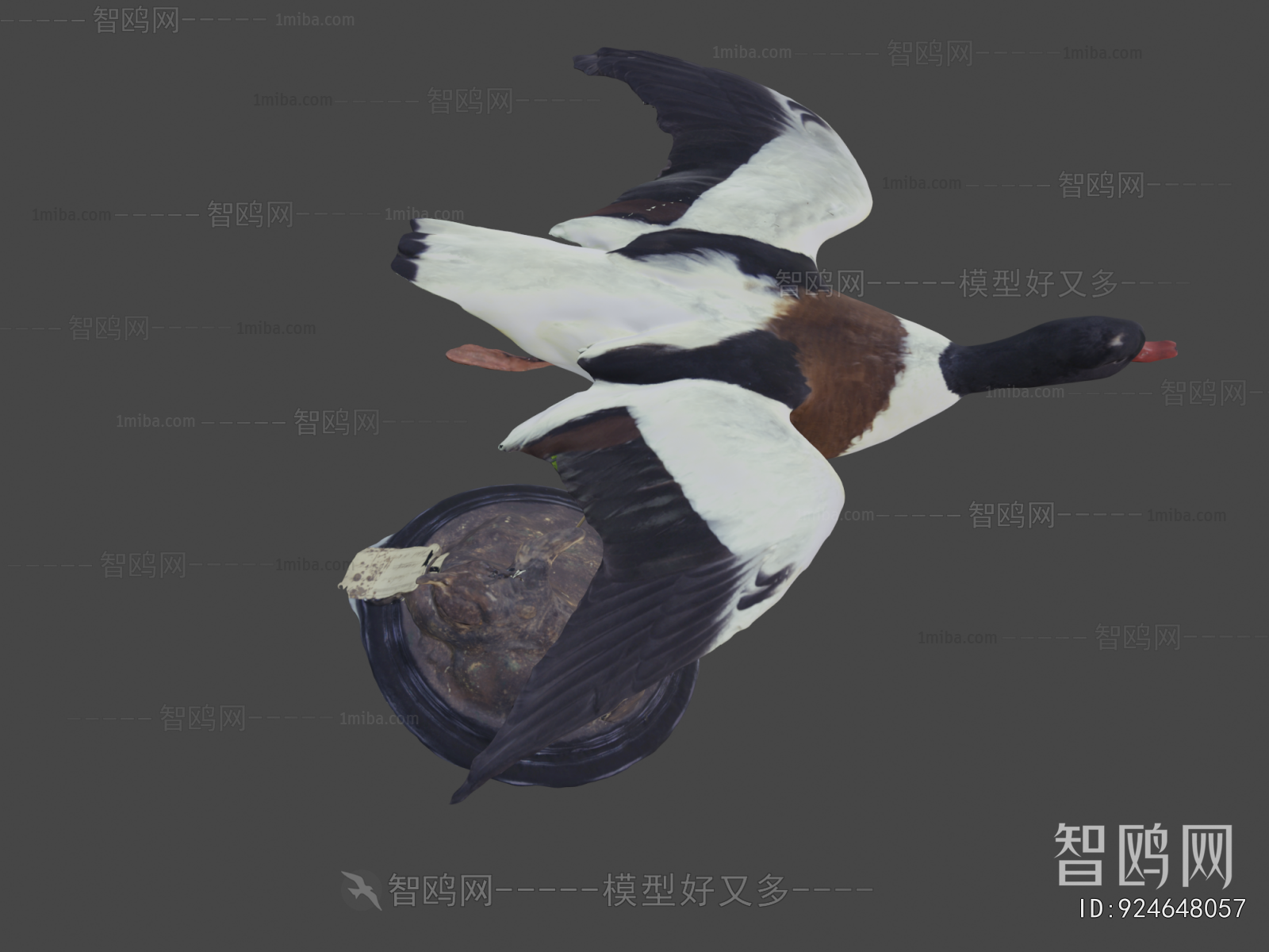 Modern Flying Animals