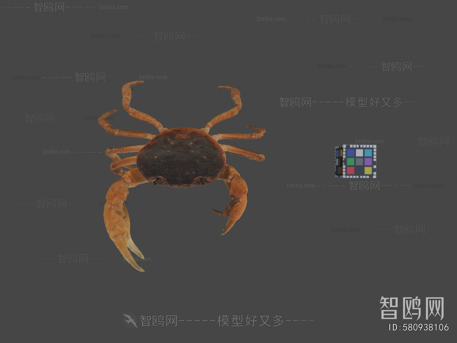 Modern Aquatic Animals