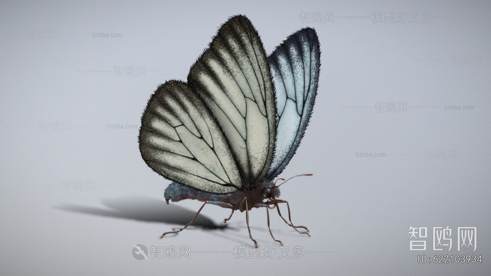 Modern Flying Animals