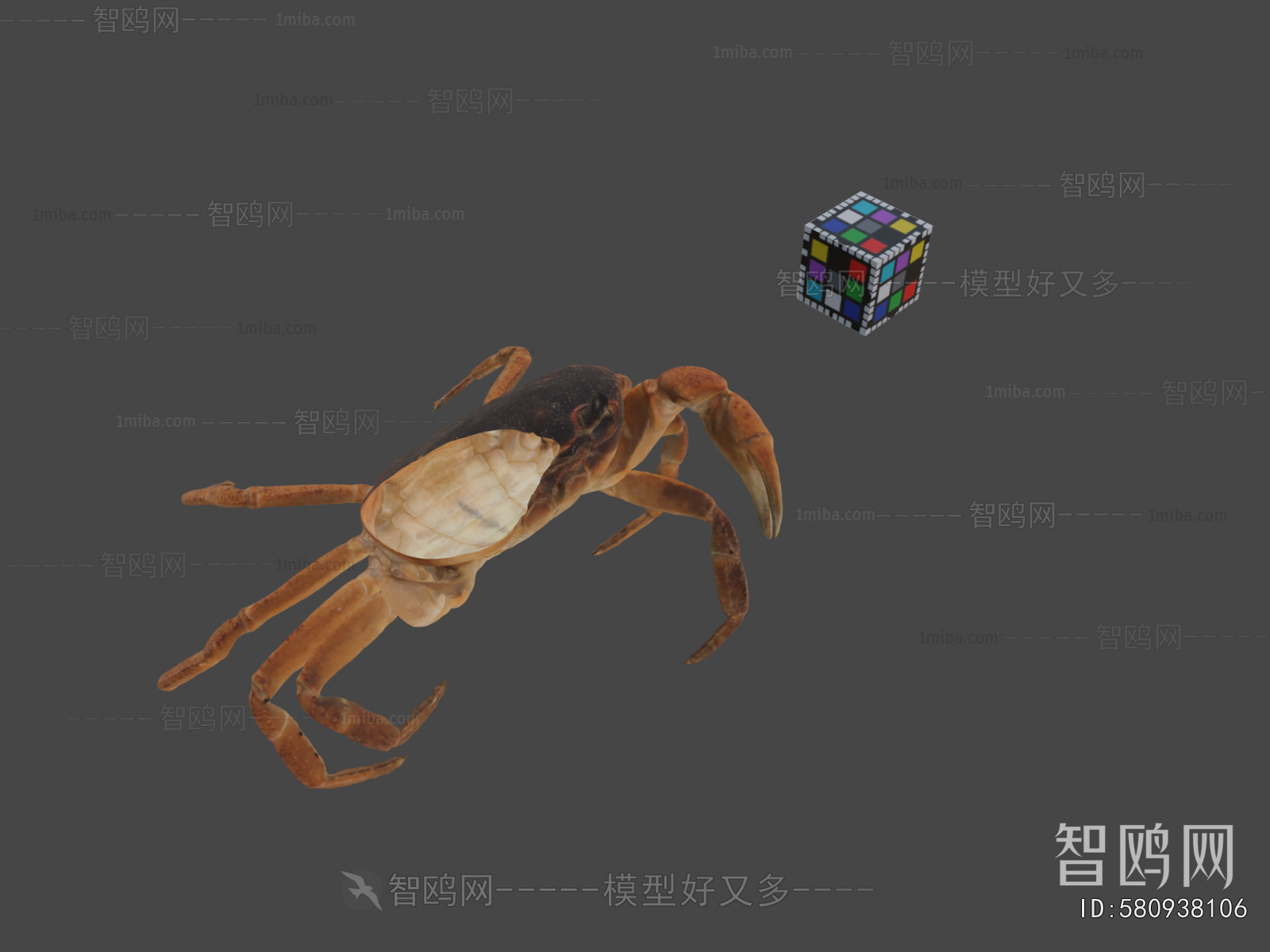 Modern Aquatic Animals