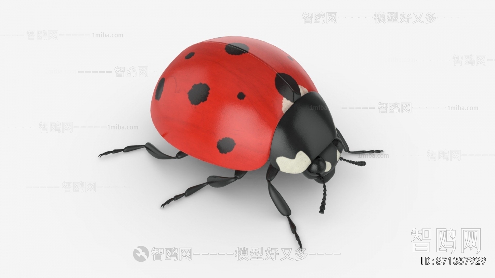 Modern Flying Animals