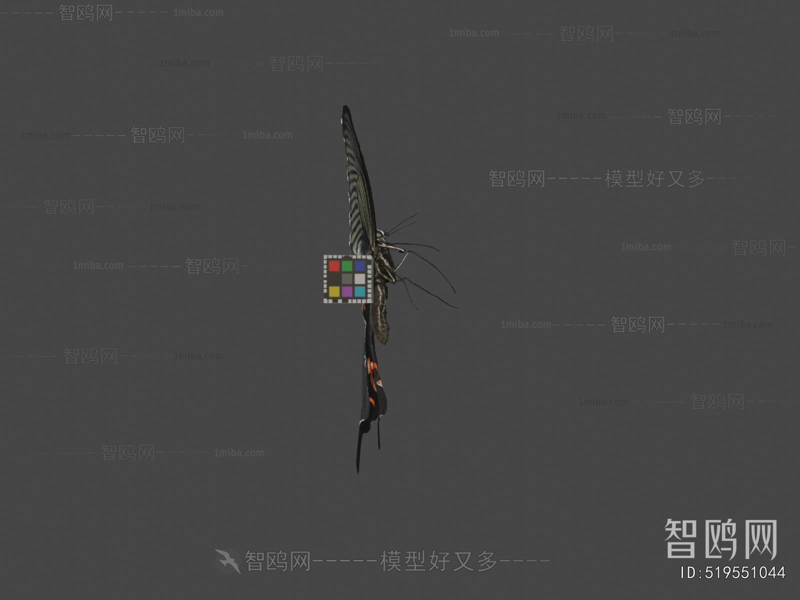 Modern Flying Animals