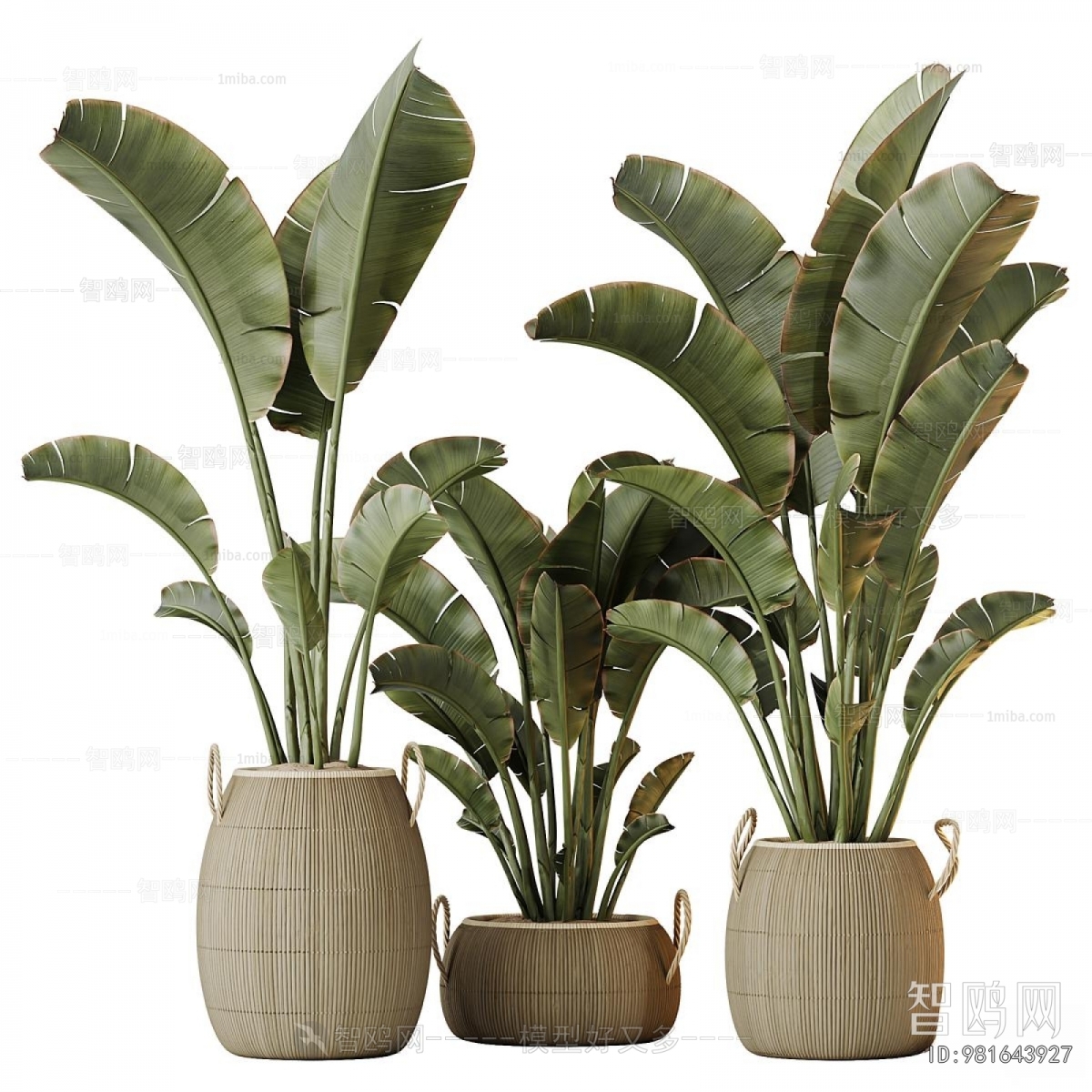 Modern Ground Green Plant Potted Plants