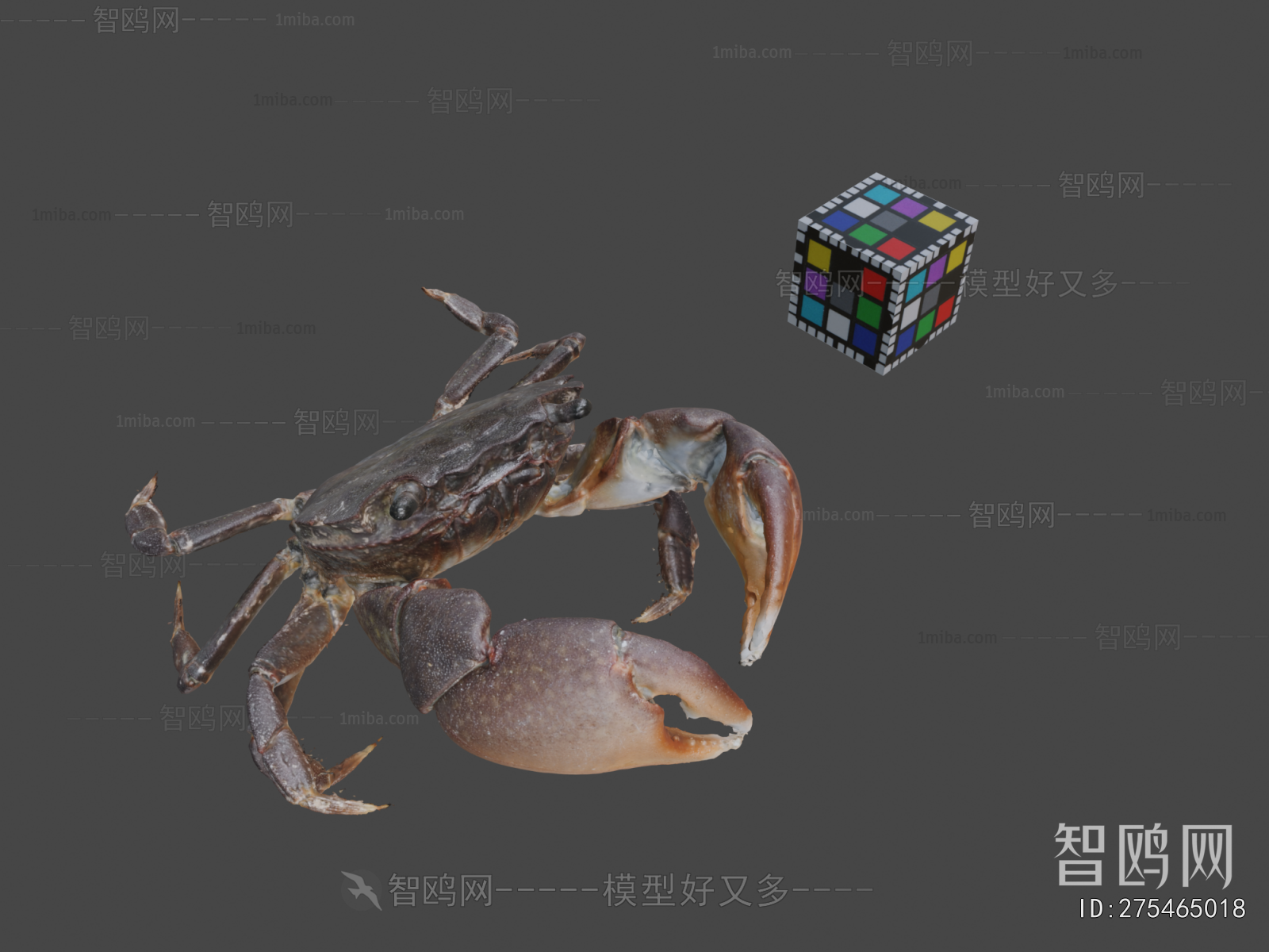 Modern Aquatic Animals