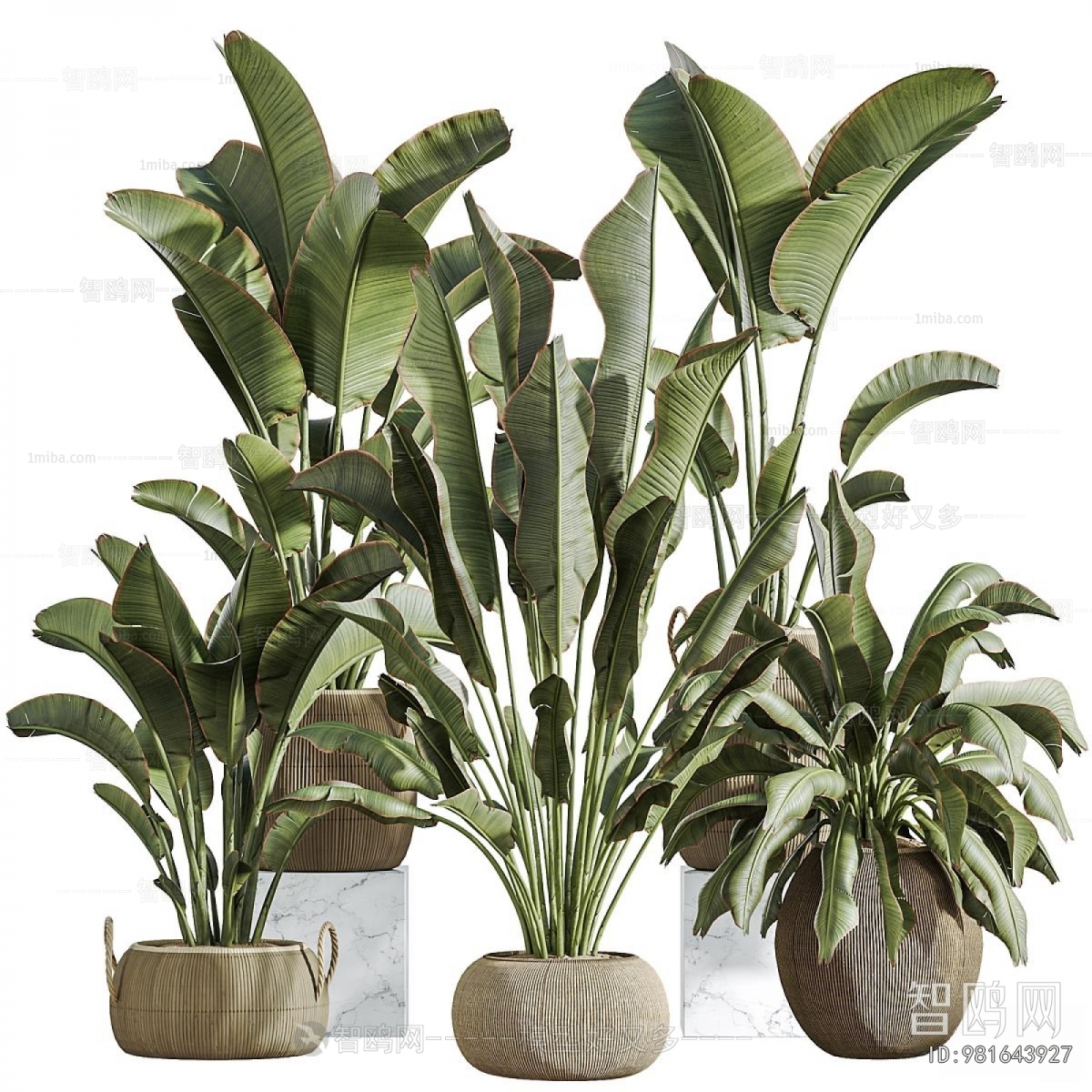 Modern Ground Green Plant Potted Plants