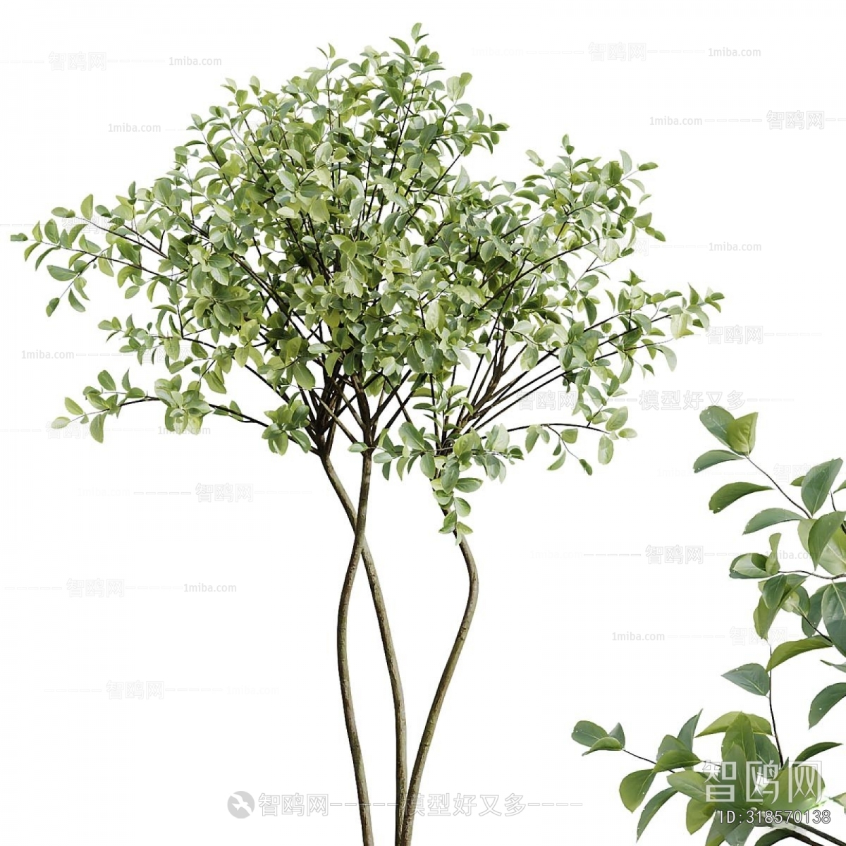 Modern Ground Green Plant Potted Plants