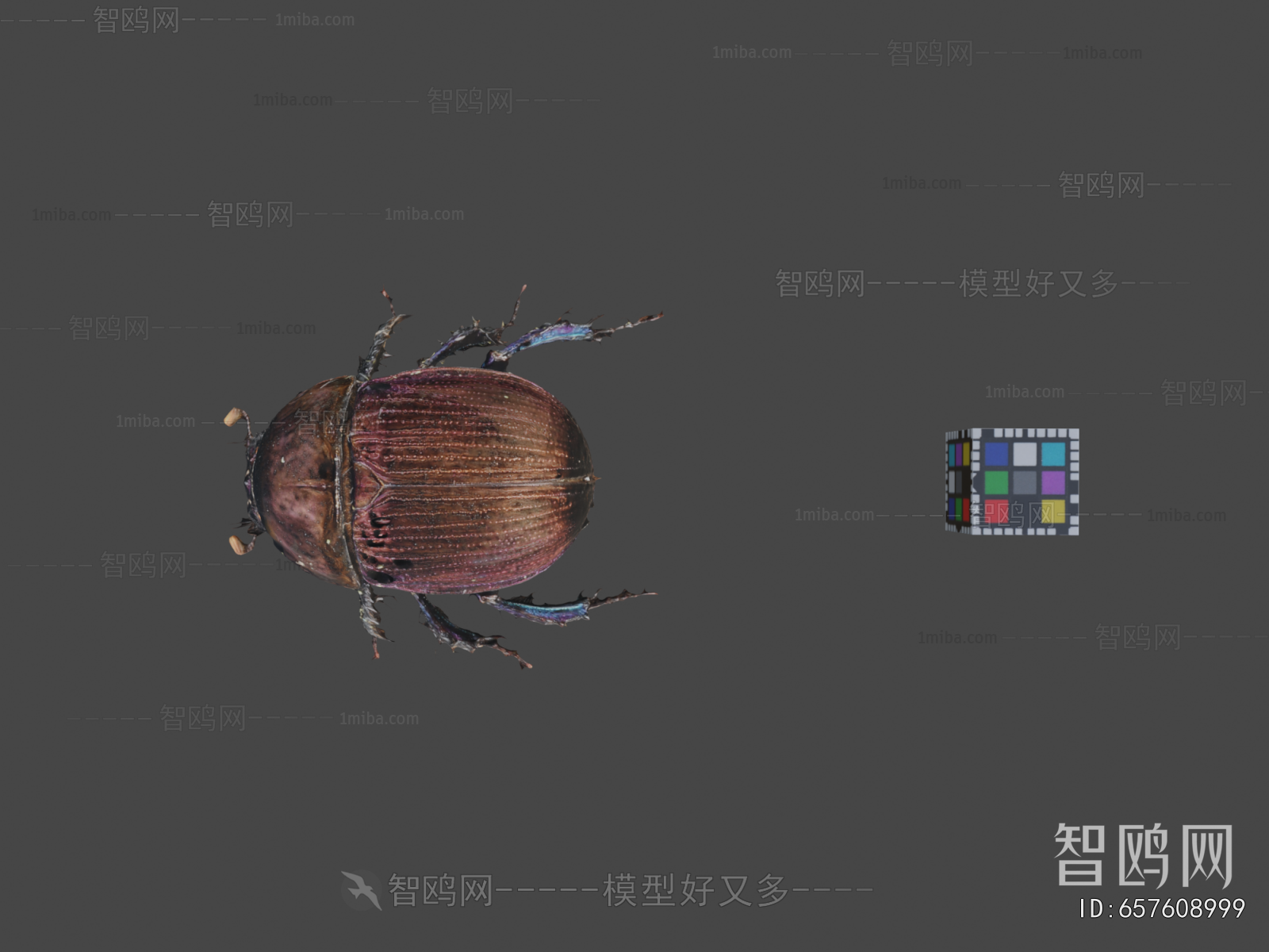 Modern Flying Animals