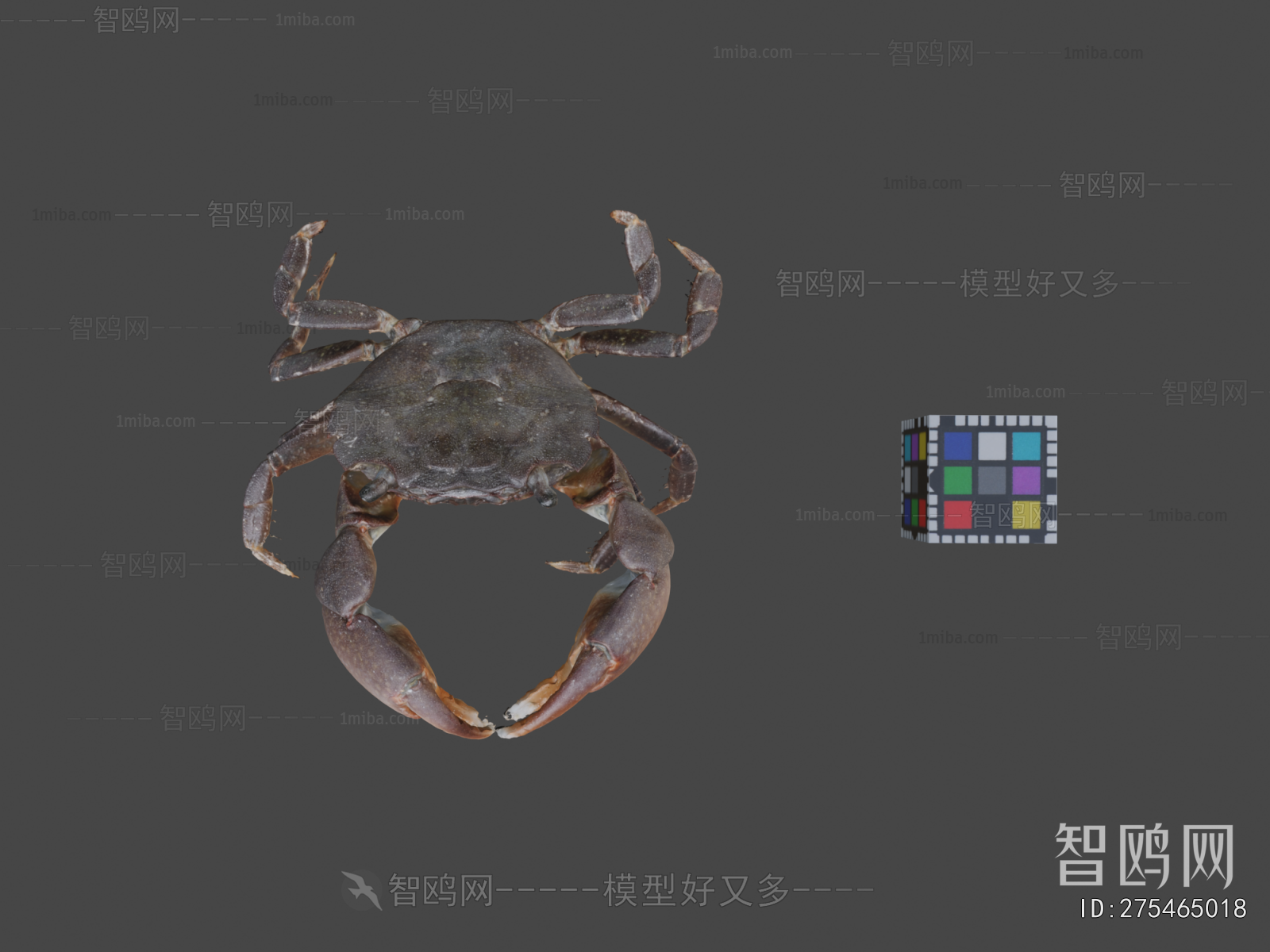 Modern Aquatic Animals