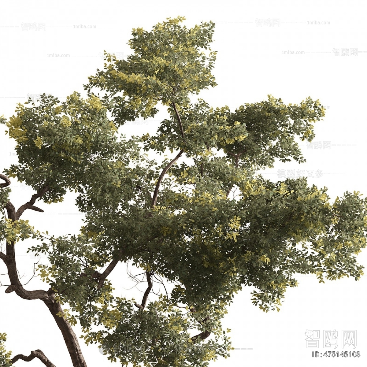 Modern Ground Green Plant Potted Plants