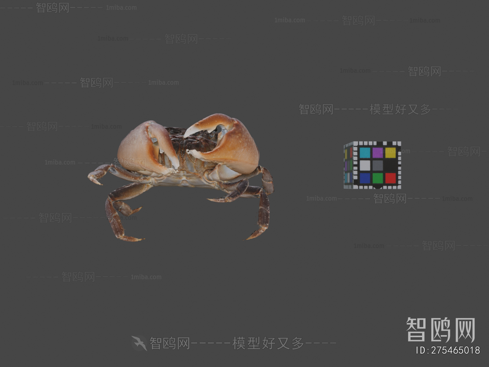 Modern Aquatic Animals