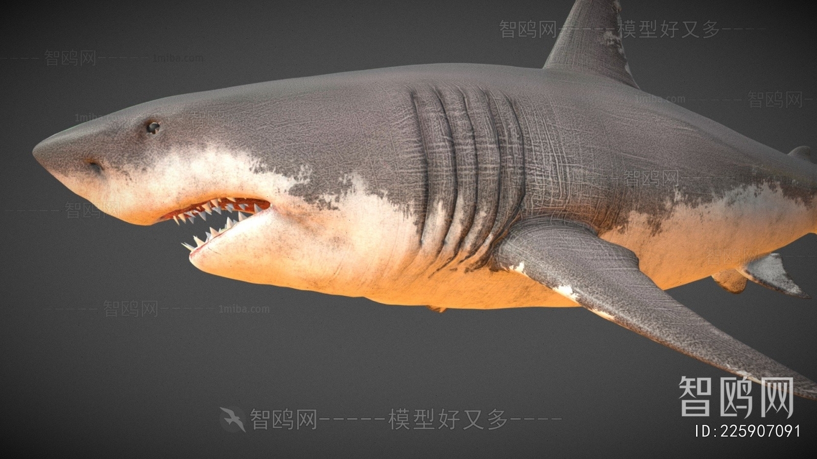 Modern Aquatic Animals