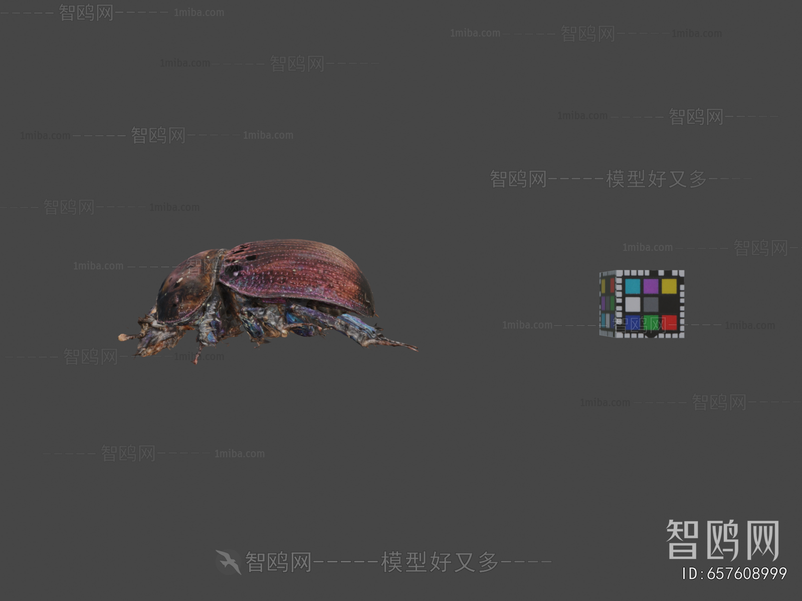 Modern Flying Animals