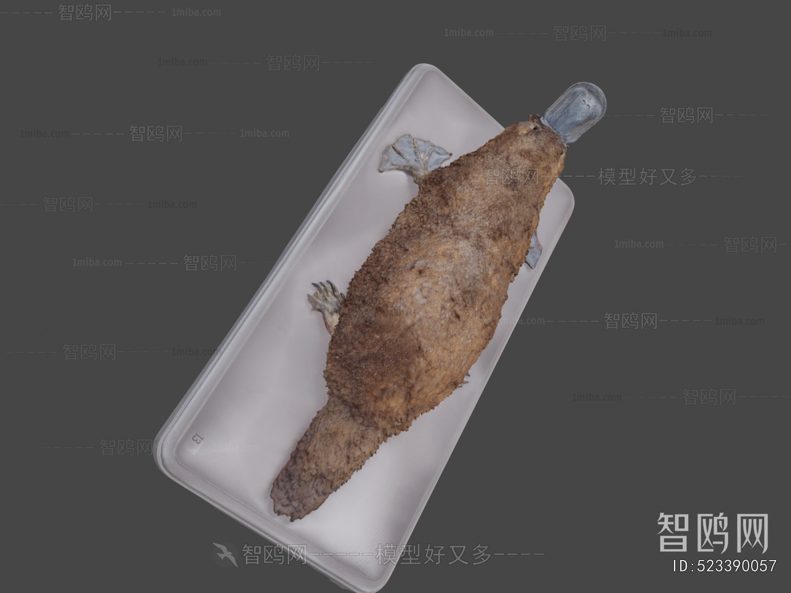 Modern Other Animals