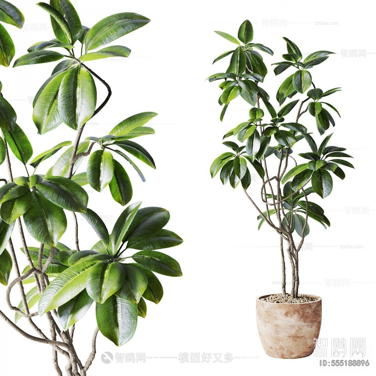 Modern Ground Green Plant Potted Plants