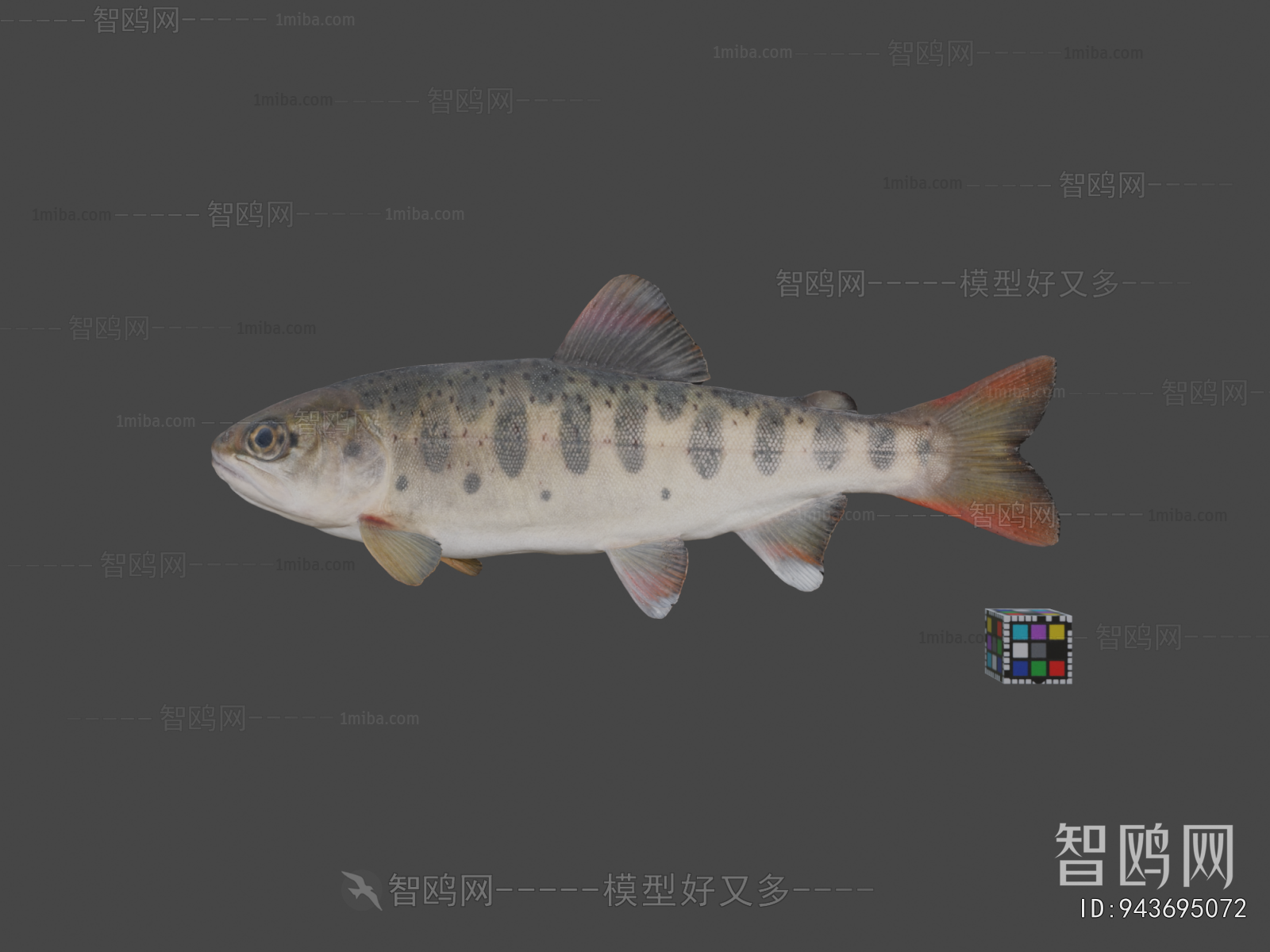 Modern Aquatic Animals