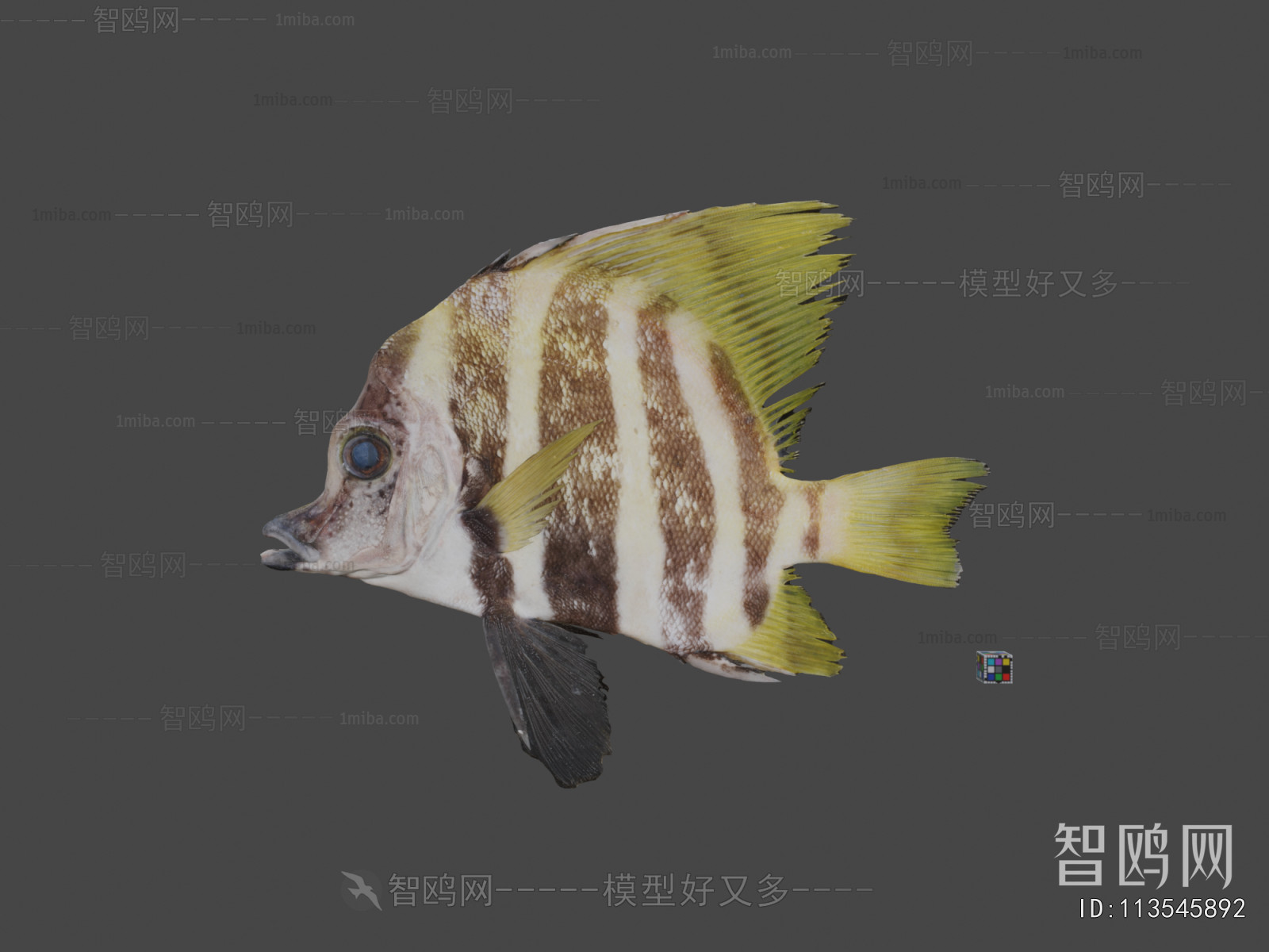 Modern Aquatic Animals