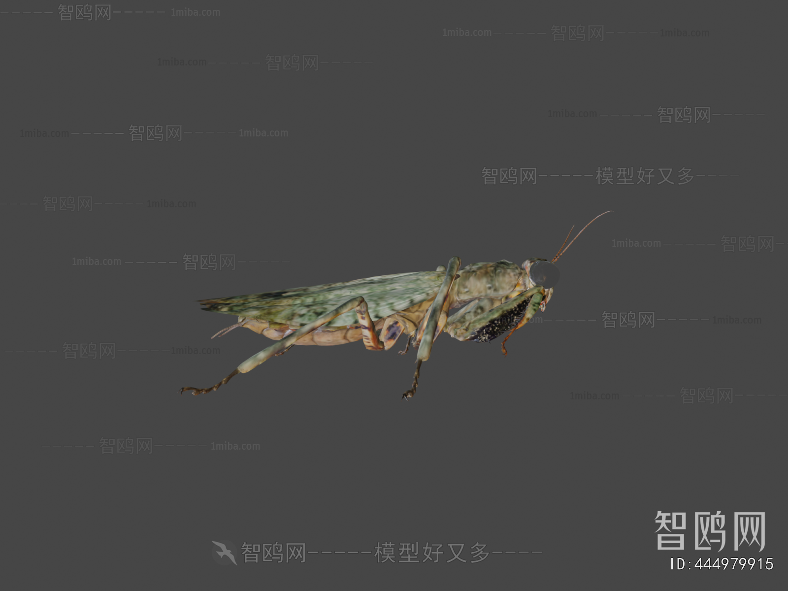 Modern Flying Animals